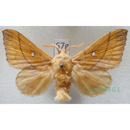 Odonestis pruni (Linnaeus, 1758) male Czech67g